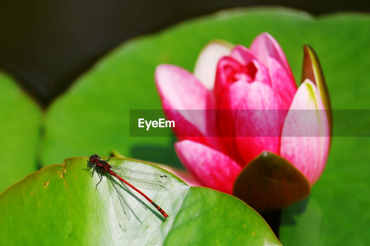 Close-up of insect on pink flower