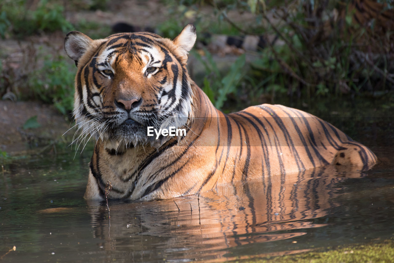 CLOSE-UP PORTRAIT OF TIGER IN WATER AT RIVERBANK