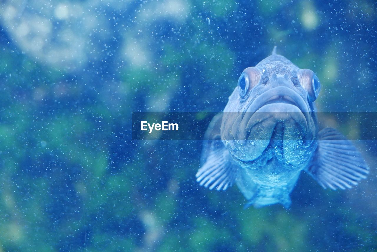 FISH SWIMMING UNDERWATER