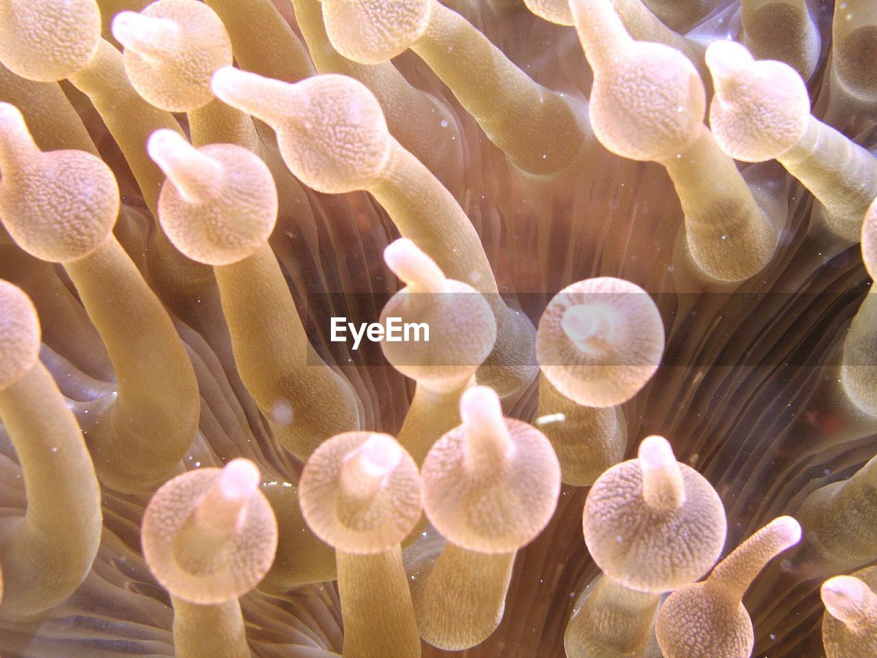 Full frame shot of coral reef undersea