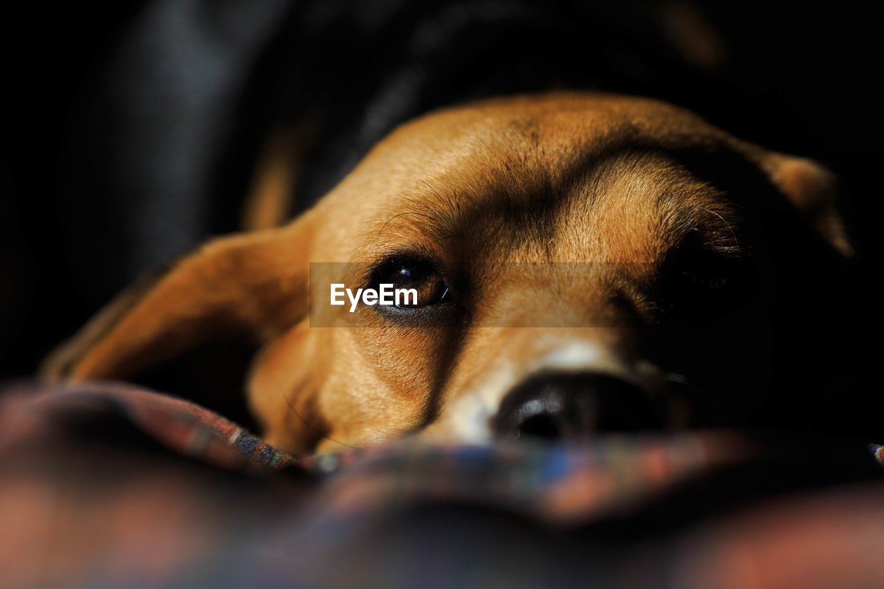 Close-up portrait of dog relaxing