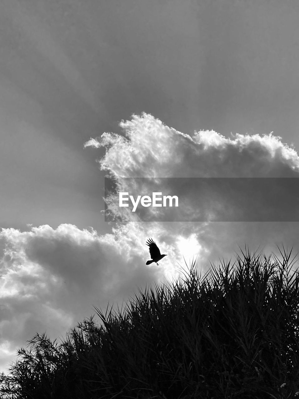 Low angle view of bird flying against sky