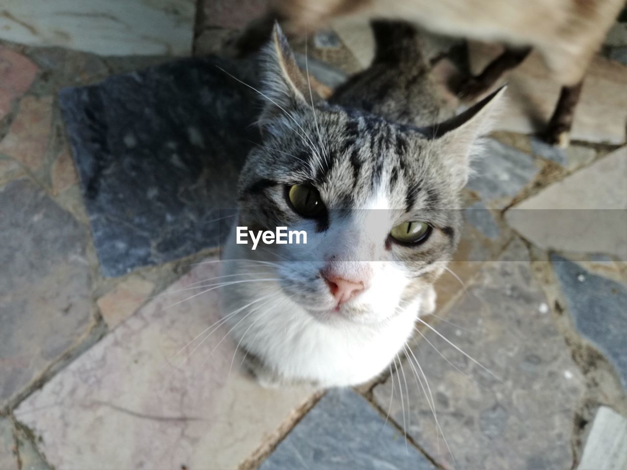 Directly above portrait of cat looking at camera