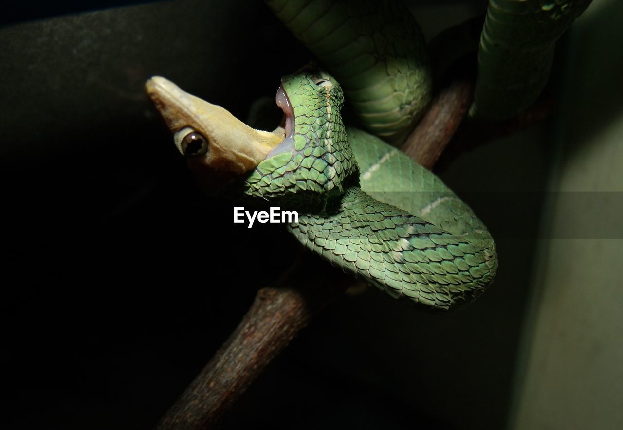 CLOSE-UP OF SNAKE