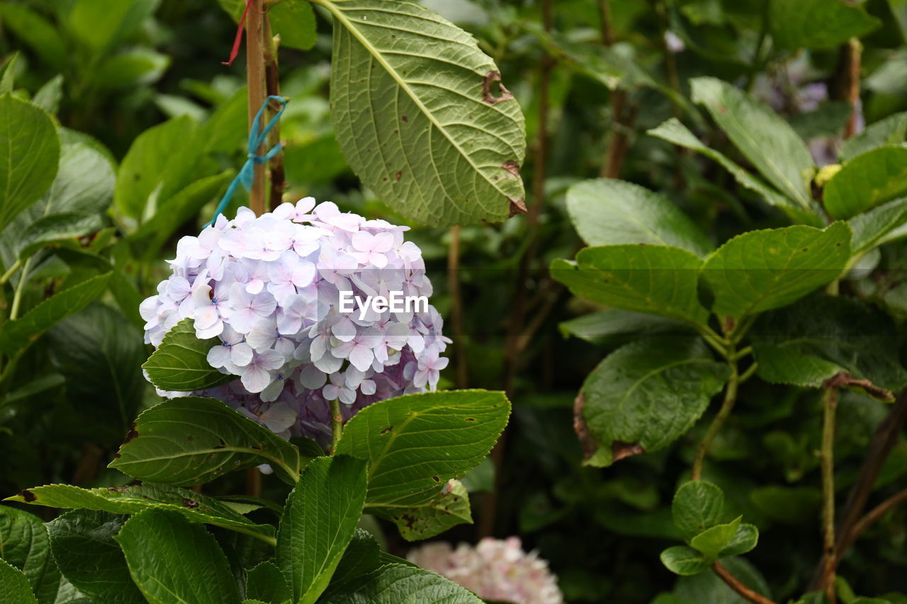 CLOSE-UP OF PURPLE HYDRANGEAS