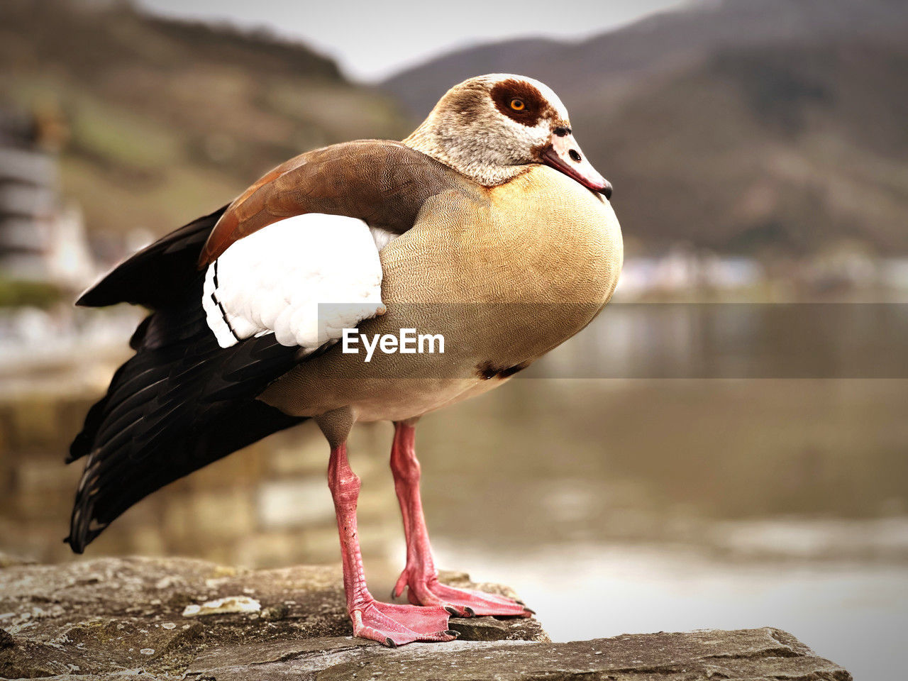 animal themes, animal, bird, animal wildlife, wildlife, one animal, beak, nature, water, full length, no people, animal body part, focus on foreground, day, outdoors, standing, beauty in nature, water bird, seabird, close-up, travel destinations