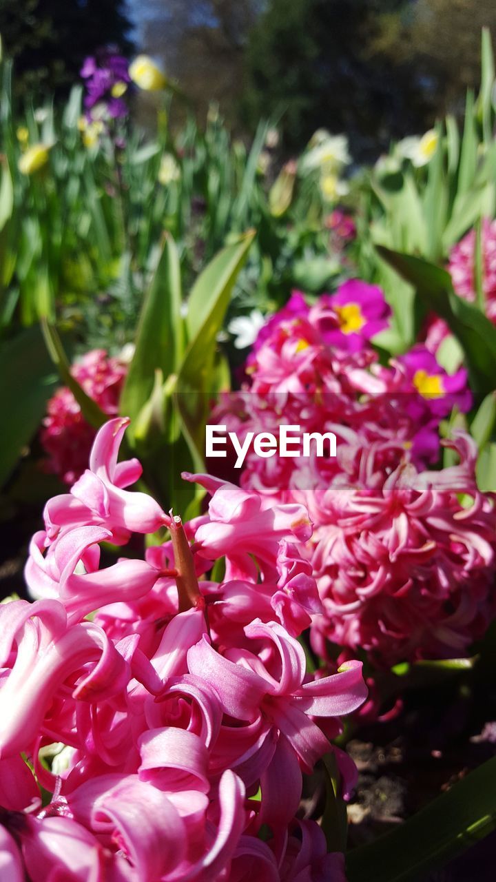 CLOSE-UP OF PINK FLOWERING PLANTS