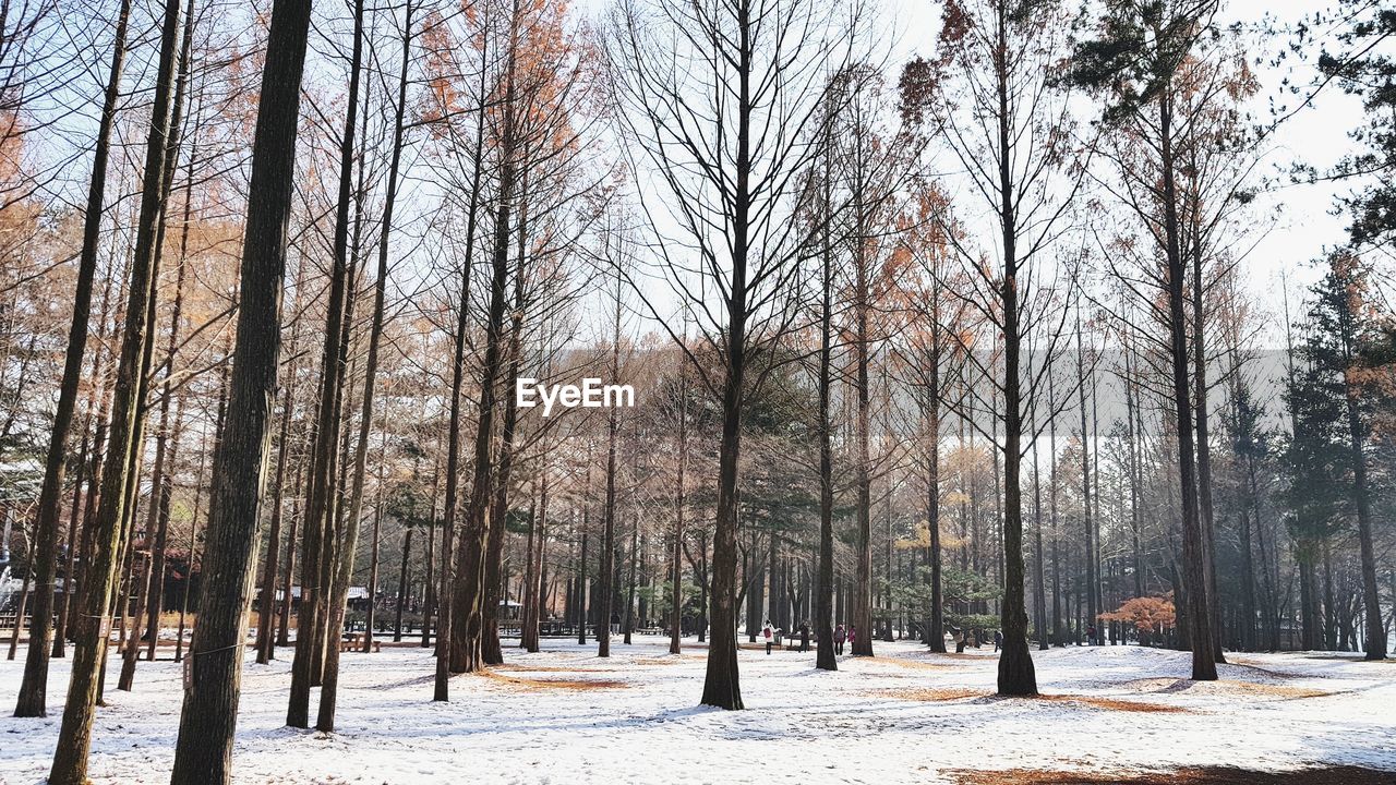 TREES IN SNOW COVERED FOREST