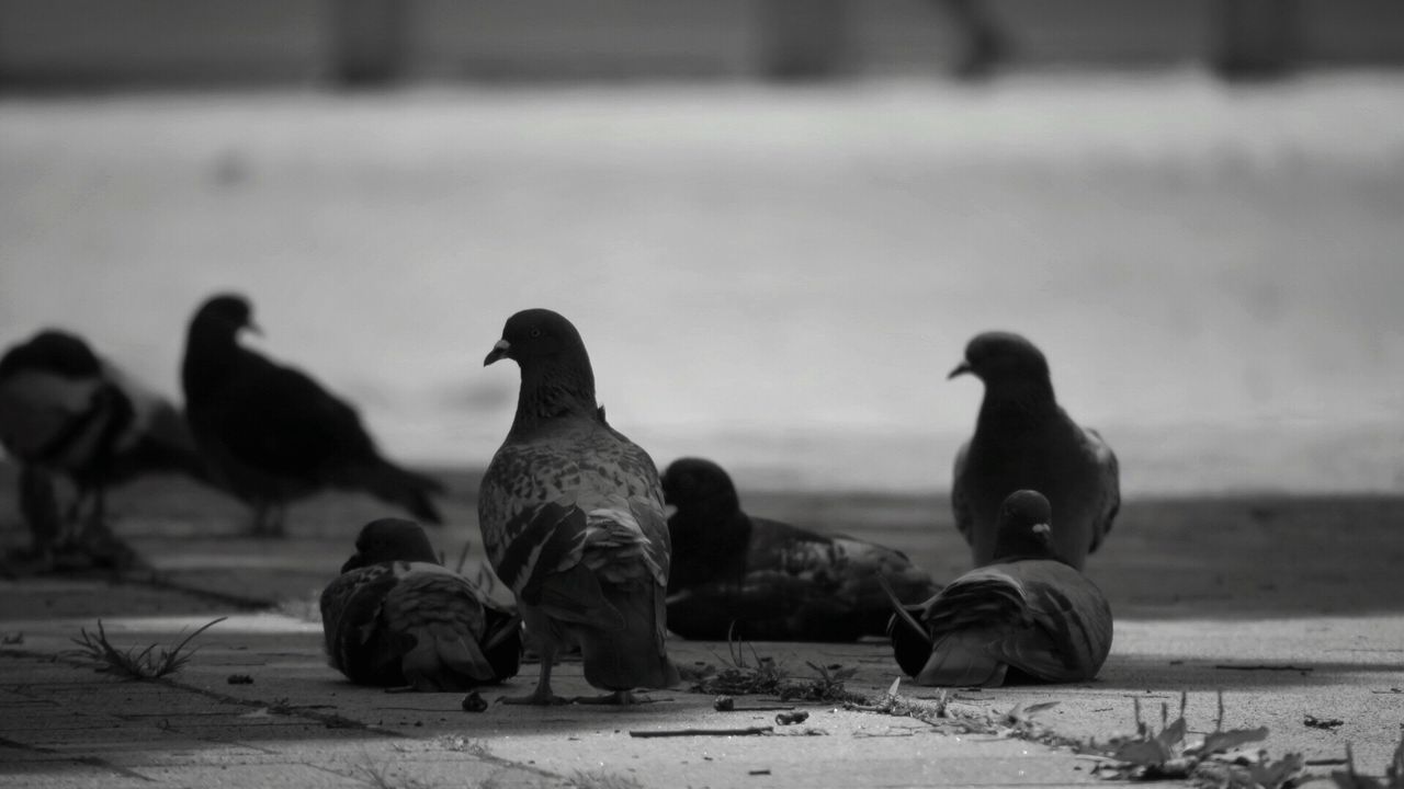 CLOSE-UP OF BIRDS