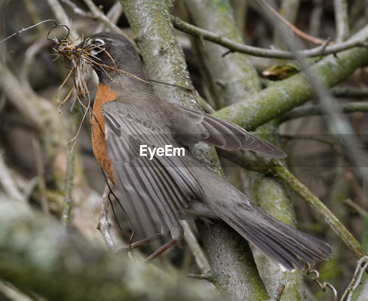 CLOSE-UP OF BIRD PERCHING ON PLANT