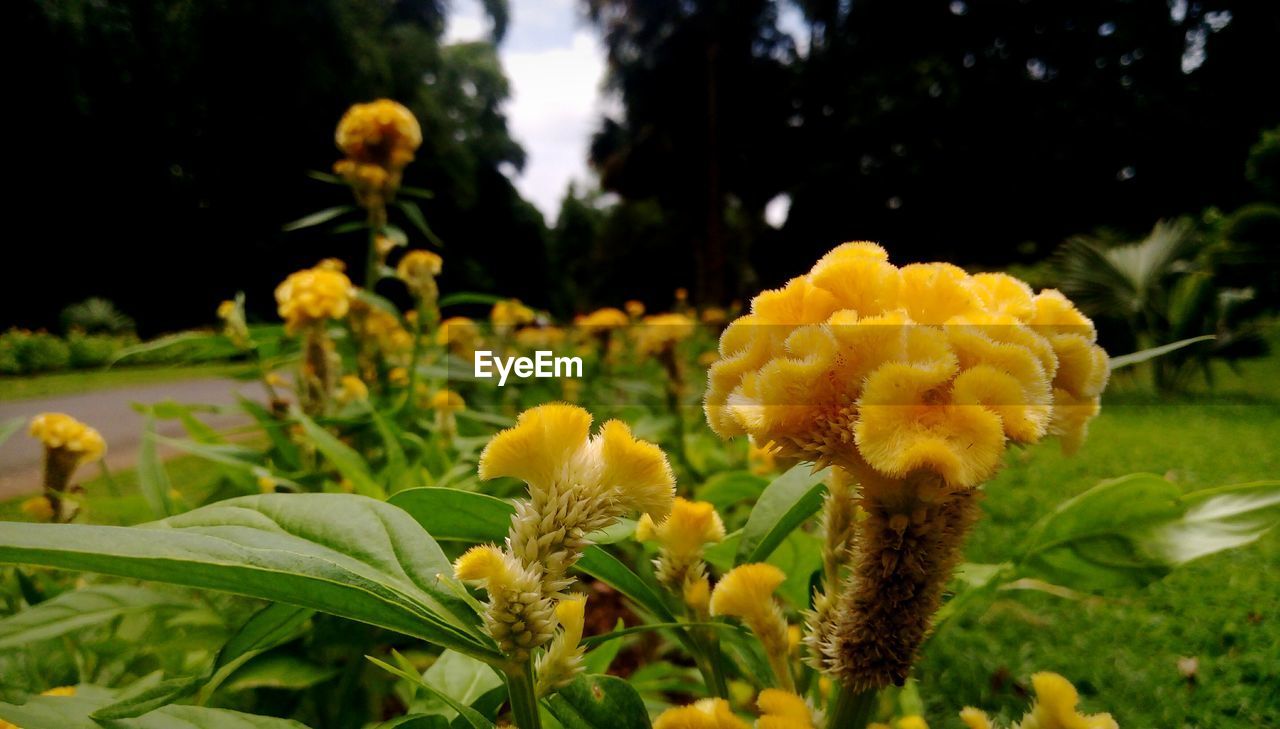 CLOSE-UP OF YELLOW FLOWERING PLANTS ON LAND