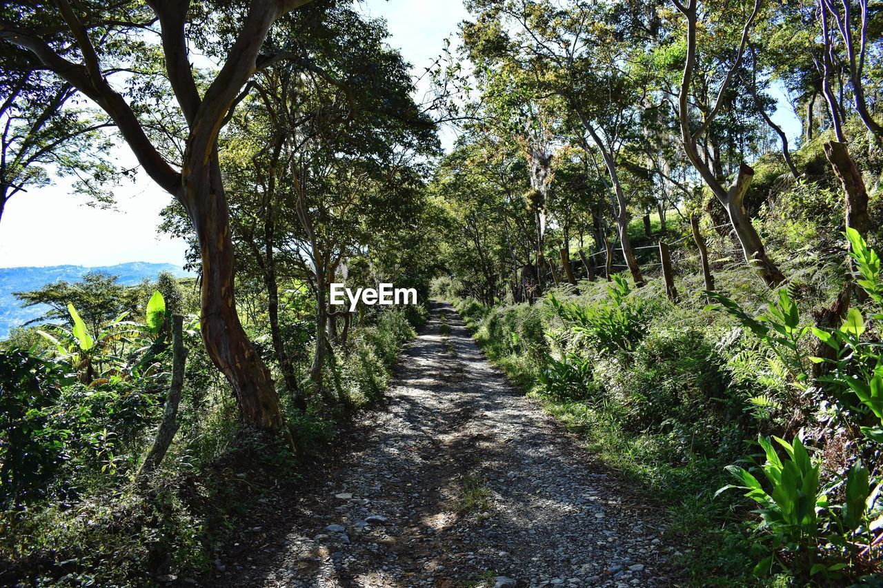 Trees in forest