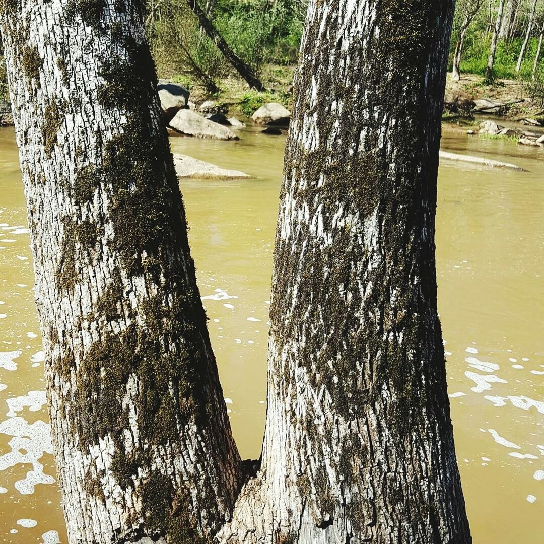 CLOSE-UP OF TREE TRUNK BY WATER