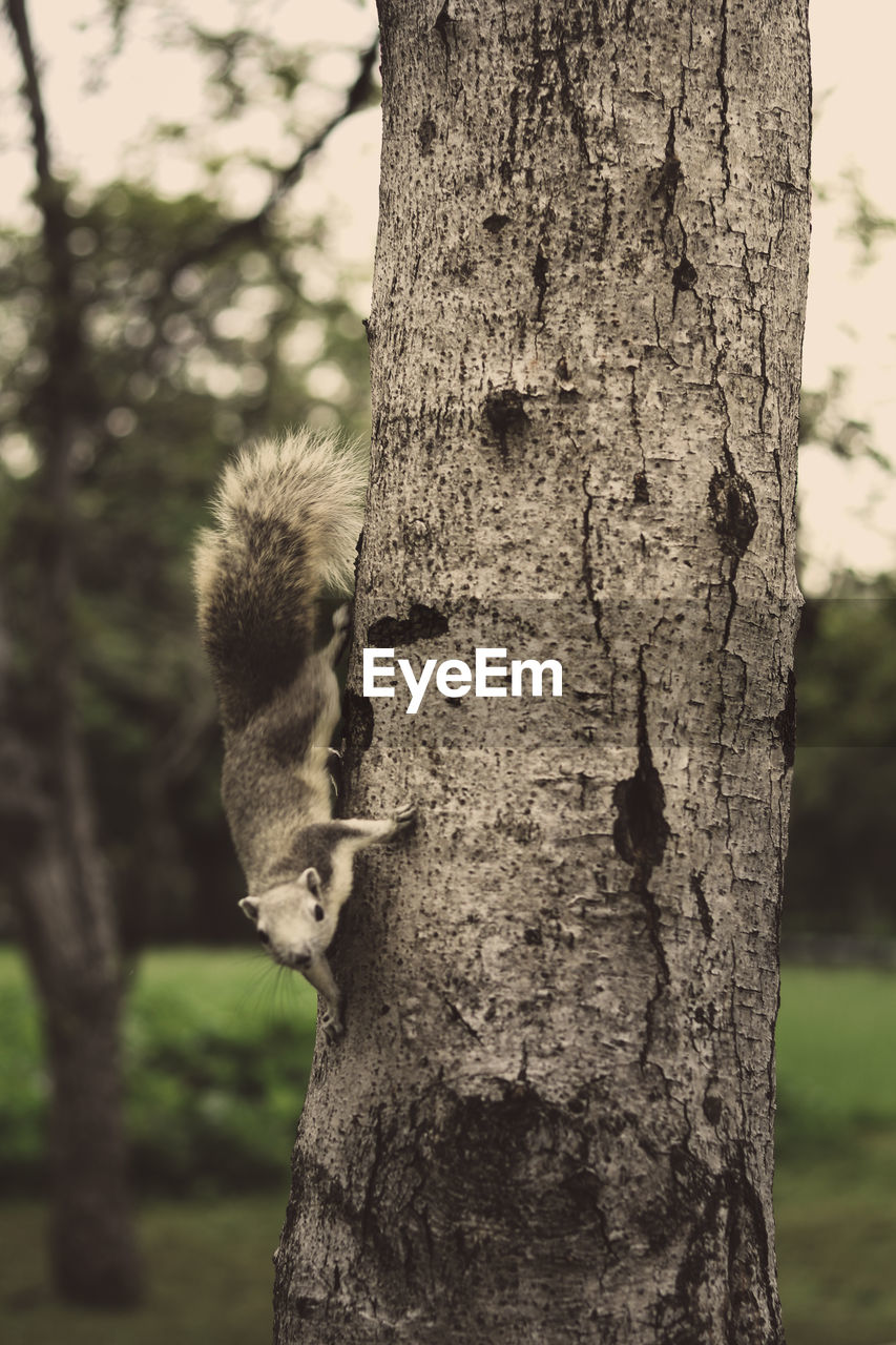 CLOSE-UP OF SQUIRREL ON TREE