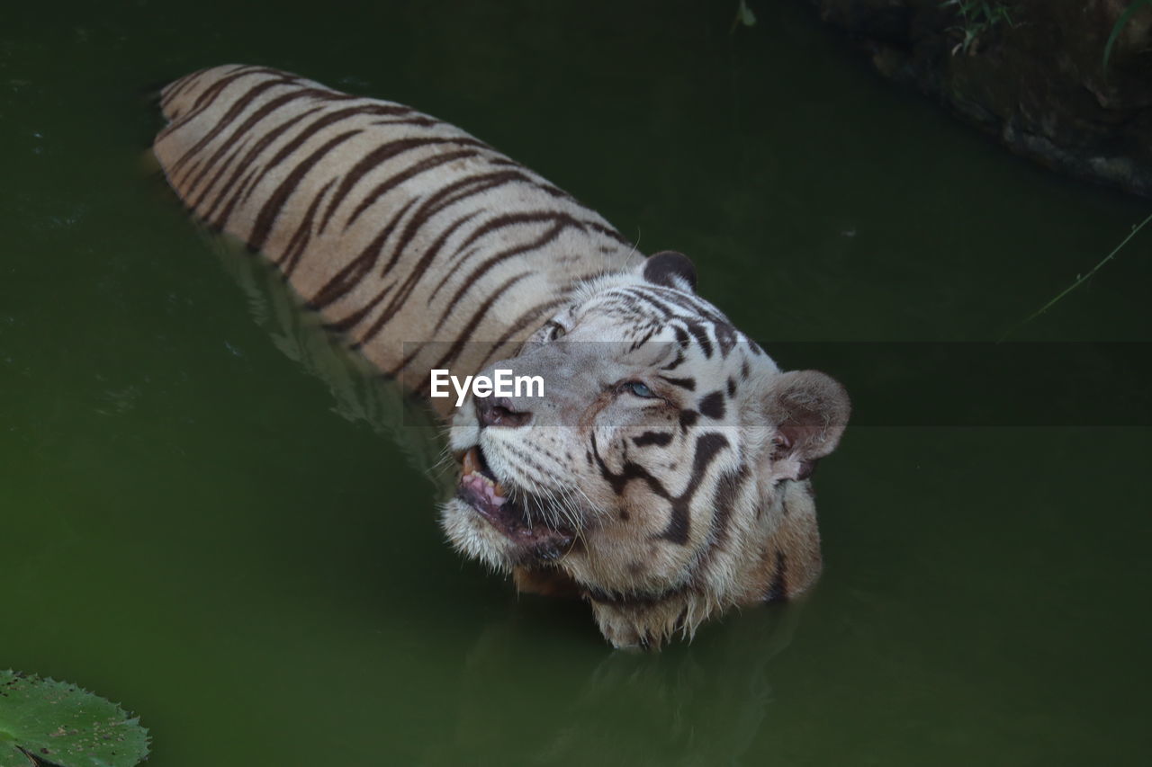 Closeup portrait shot of a white siberian tiger swimming. - image