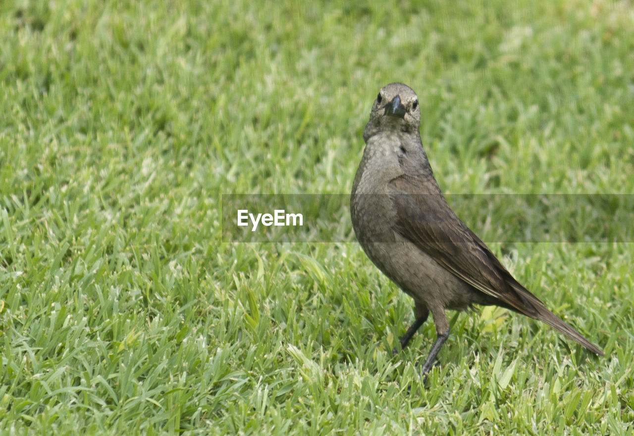 Close-up of bird on grass