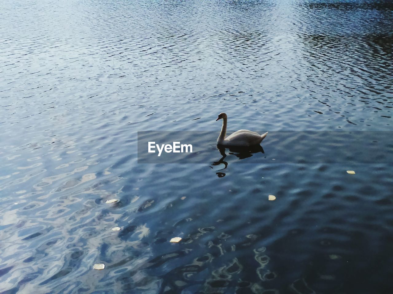 HIGH ANGLE VIEW OF SWANS SWIMMING IN LAKE