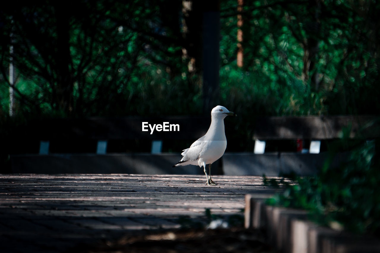 Seagull perching on retaining wall