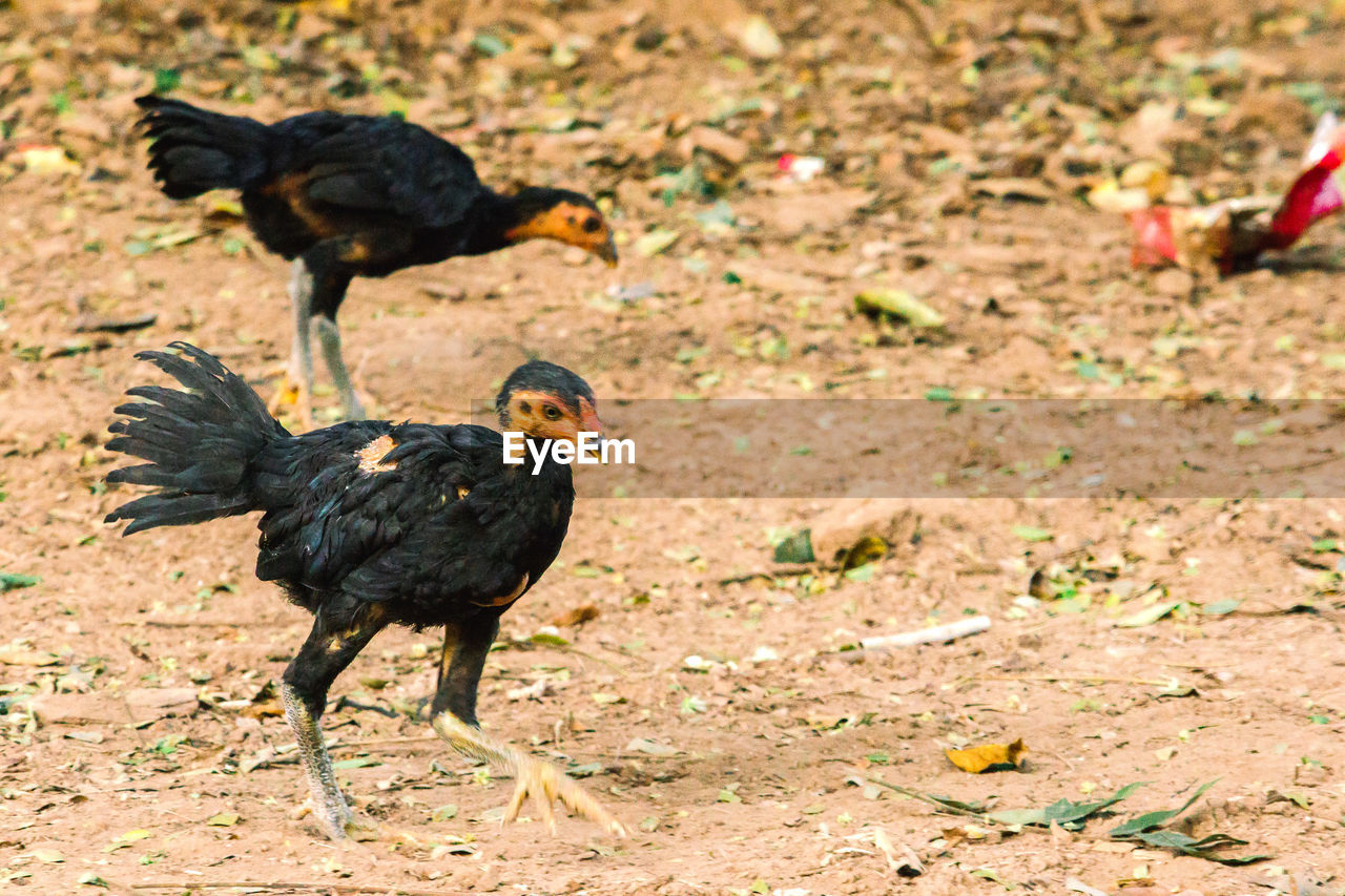 bird, animal themes, animal, chicken, livestock, domestic animals, group of animals, nature, pet, animal wildlife, mammal, beak, no people, wildlife, land, outdoors, rooster, day, black, field, two animals