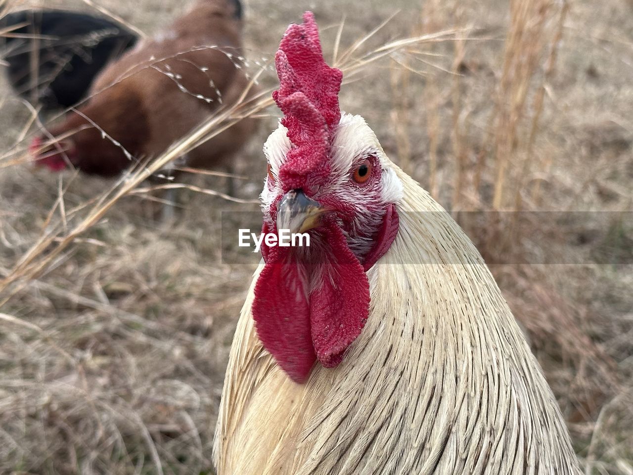 livestock, domestic animals, animal themes, animal, chicken, bird, rooster, pet, mammal, agriculture, fowl, comb, one animal, poultry, cockerel, beak, nature, no people, farm, focus on foreground, close-up, day, outdoors, red, rural scene, animal body part