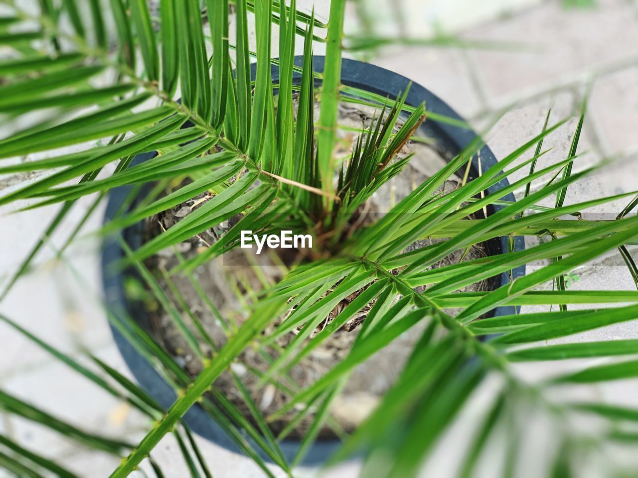 HIGH ANGLE VIEW OF GREEN LEAVES