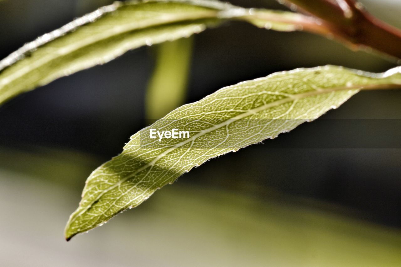 Close-up of green leaves