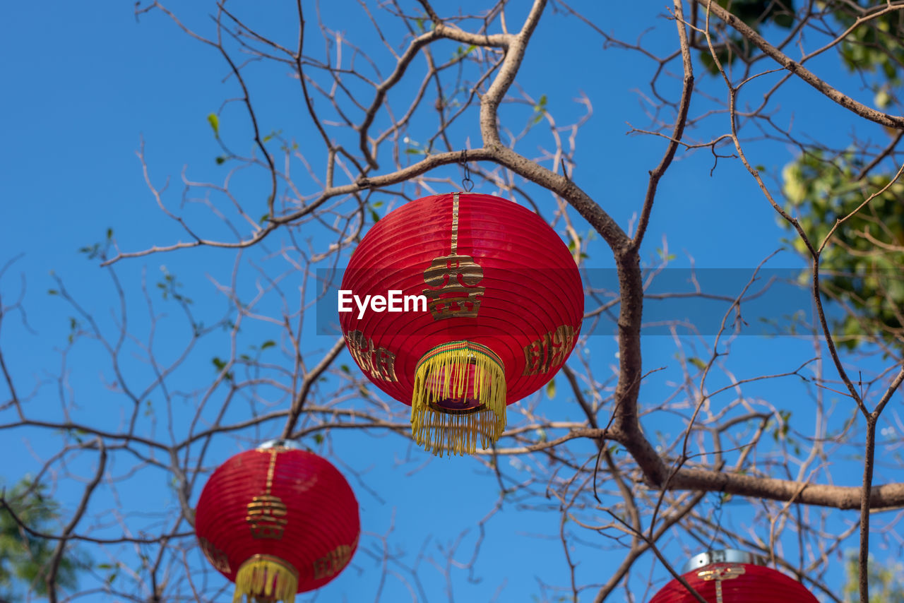 Red chinese lanterns on the death tree, floating lanterns next to the dry twigs .