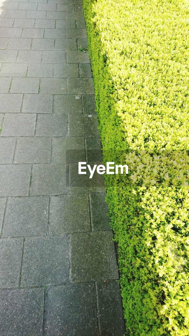 HIGH ANGLE VIEW OF FOOTPATH IN LAWN