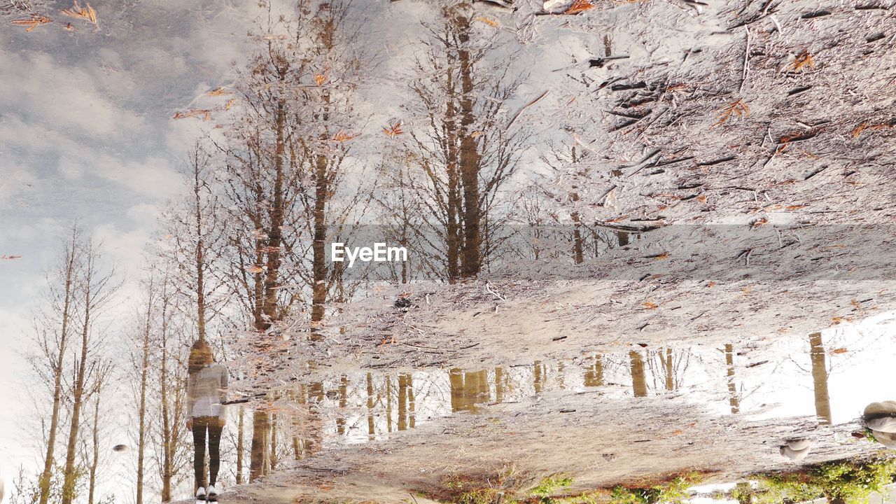 BARE TREES ON SNOW COVERED LANDSCAPE