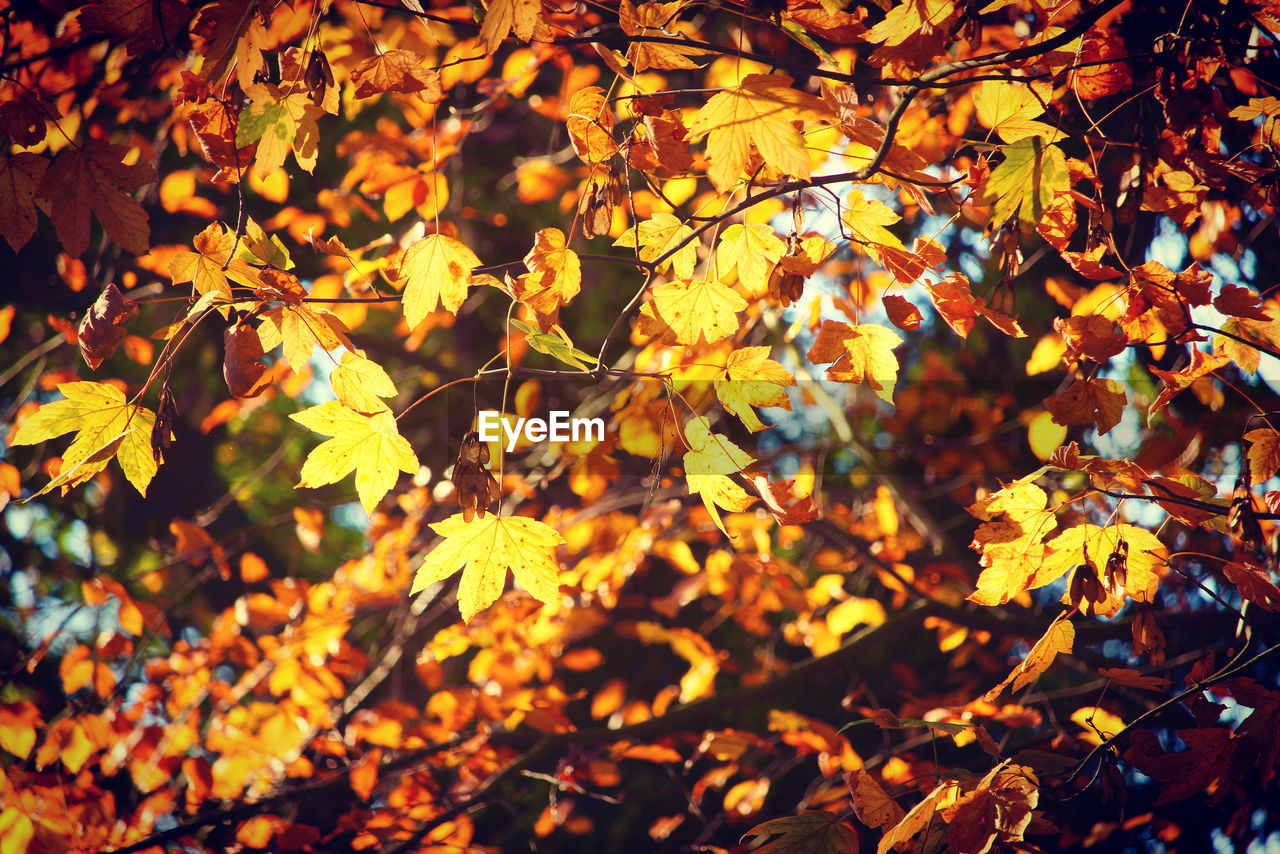 CLOSE-UP OF YELLOW LEAVES ON TREE