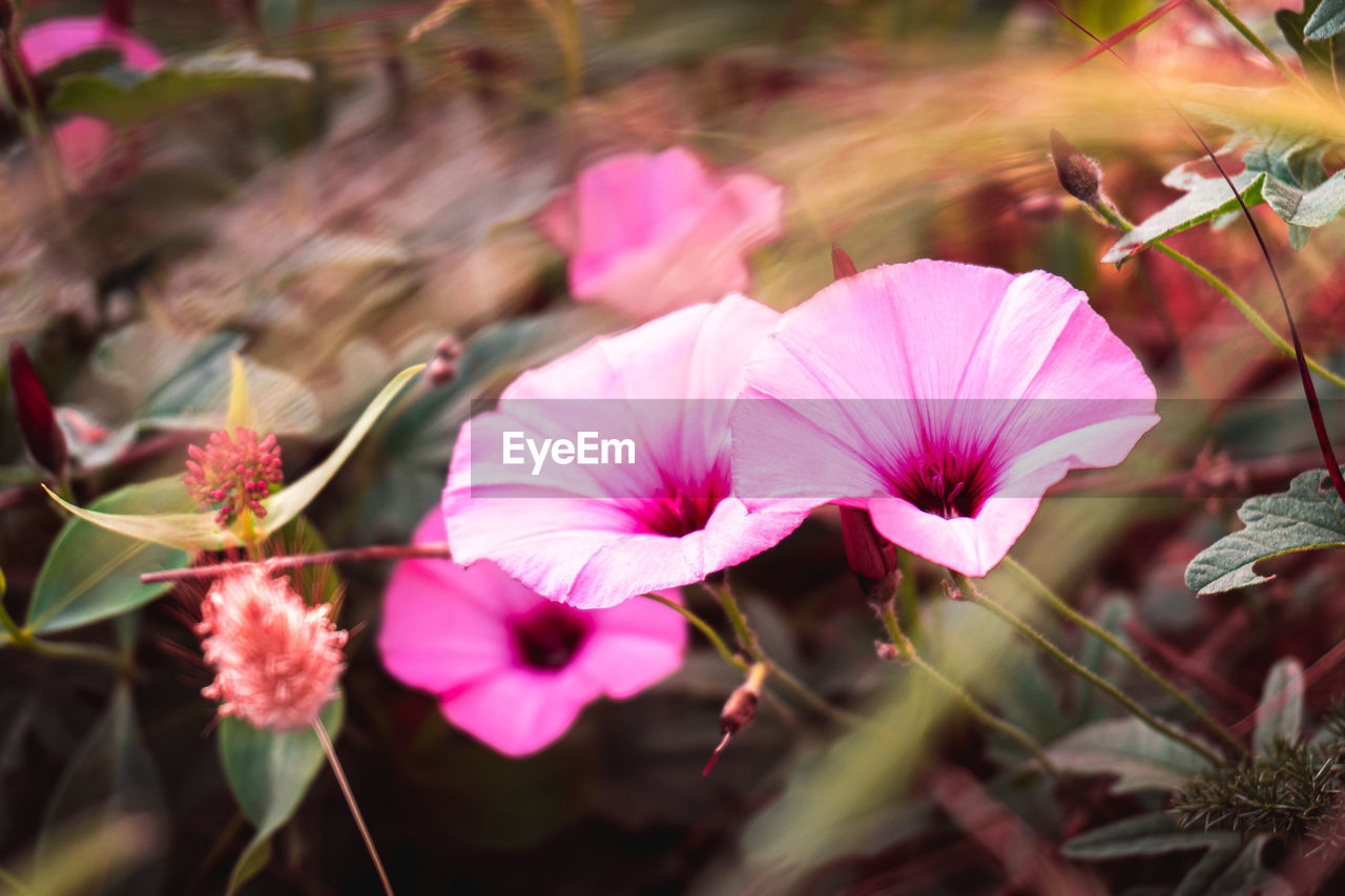 Pink flowers with natural background
