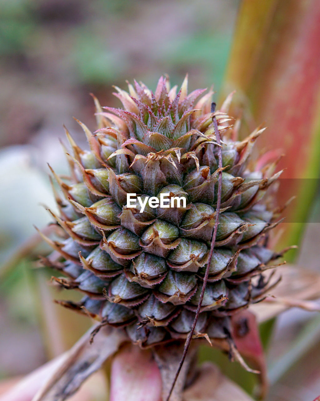 Close-up of succulent plant