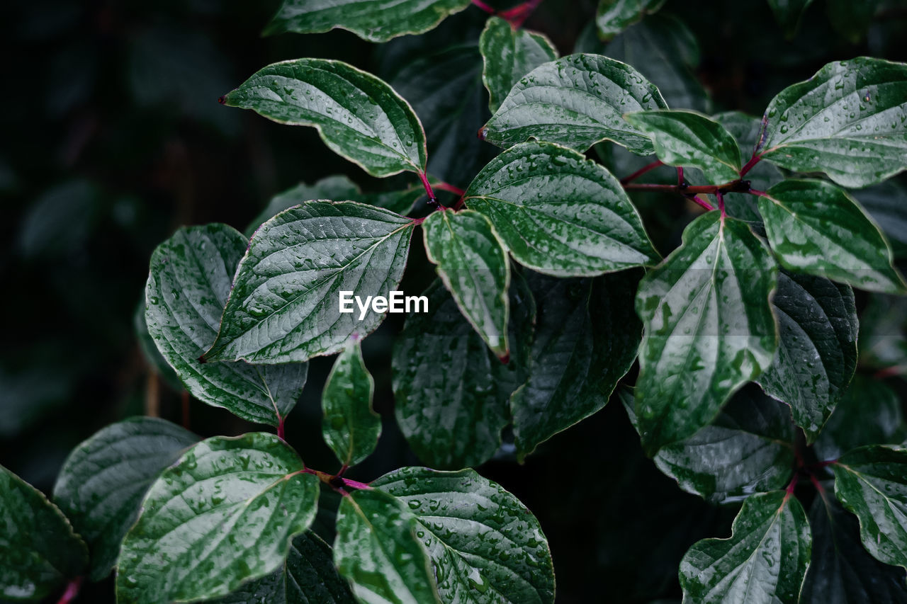 CLOSE-UP OF FRESH LEAVES