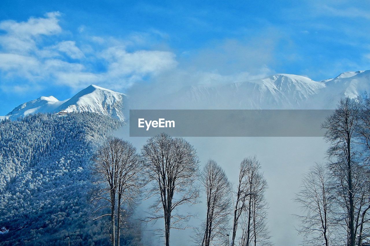 BARE TREES AGAINST SNOWCAPPED MOUNTAIN