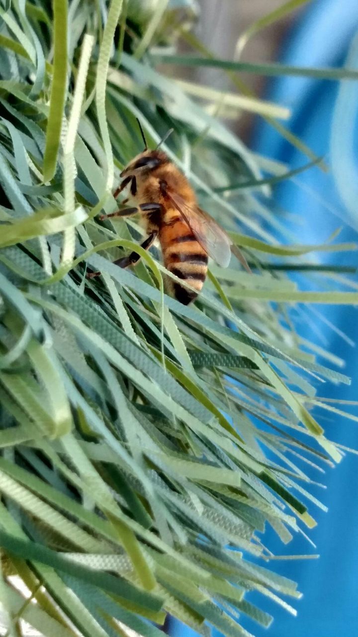 Close-up of honey bee on green ribbons