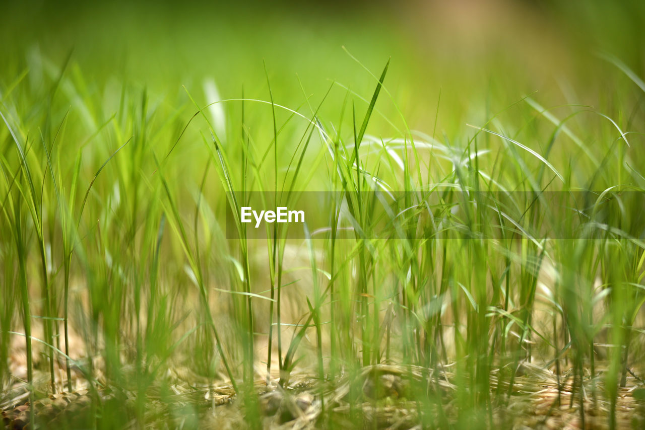 Close-up of fresh green grass in field