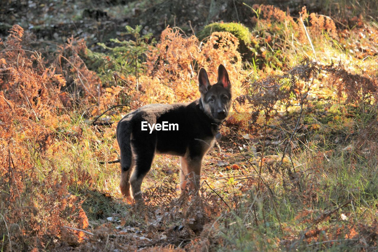 DOG STANDING ON FIELD