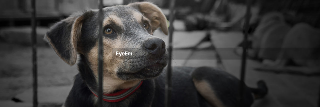 Dog in animal shelter waiting for adoption. dog behind the fences. dog in animal shelter cage.