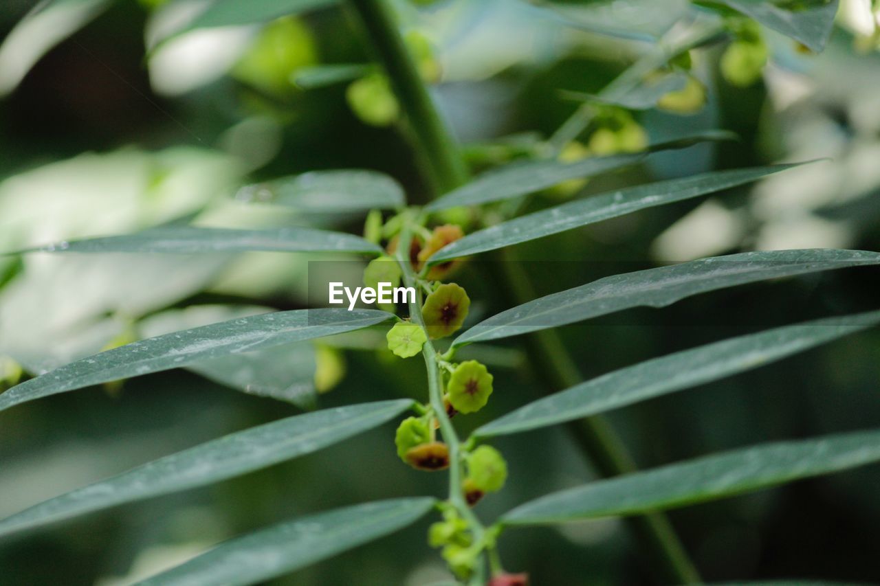 CLOSE-UP OF GREEN PLANT