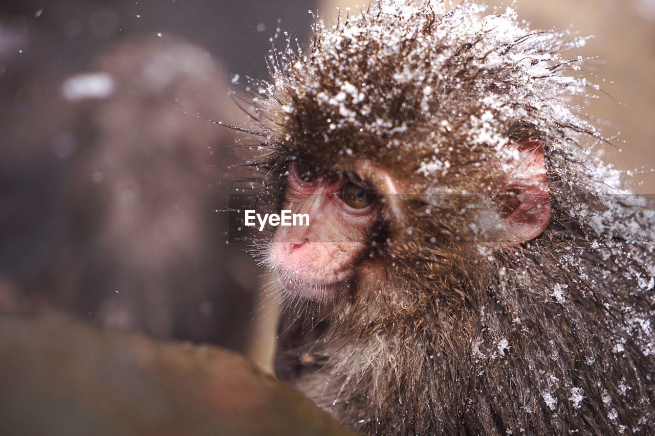 Close-up portrait of monkey in snow