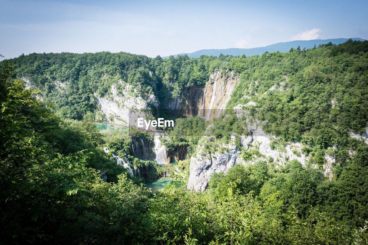 SCENIC VIEW OF TREES GROWING IN FOREST