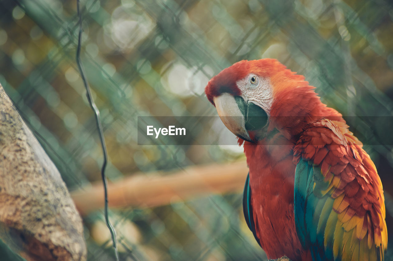 CLOSE-UP OF A PARROT