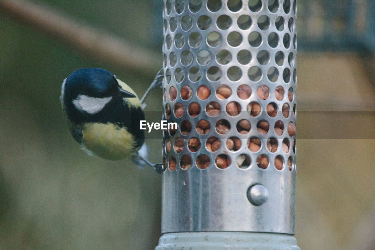 CLOSE-UP OF BIRD ON FEEDER
