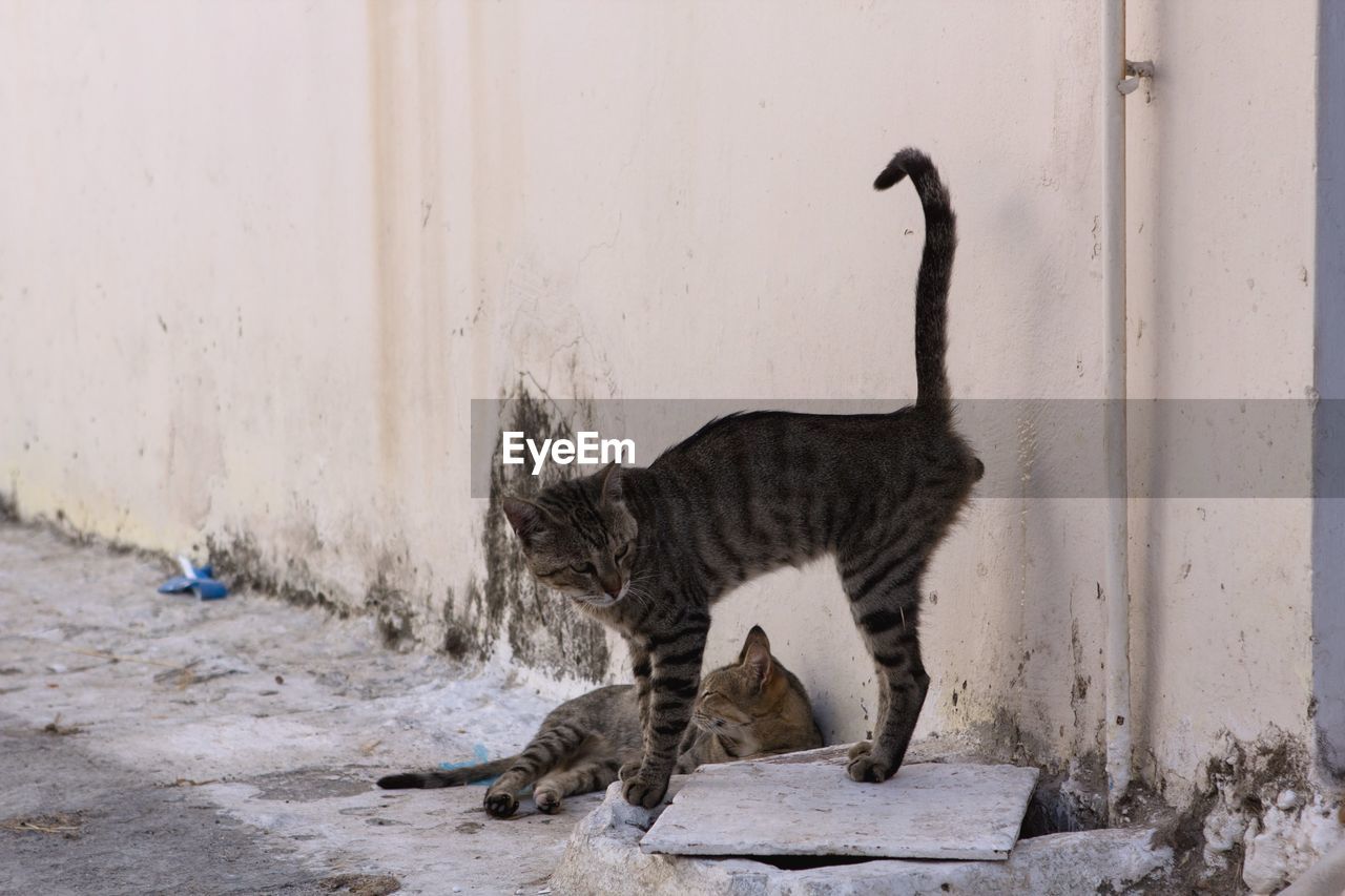 Cats on street against wall