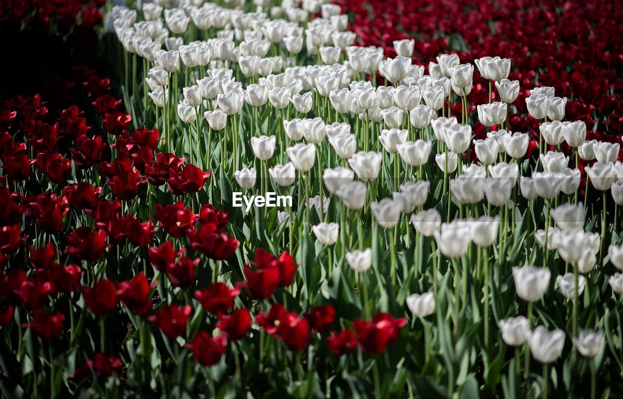 Field of red and white tulips