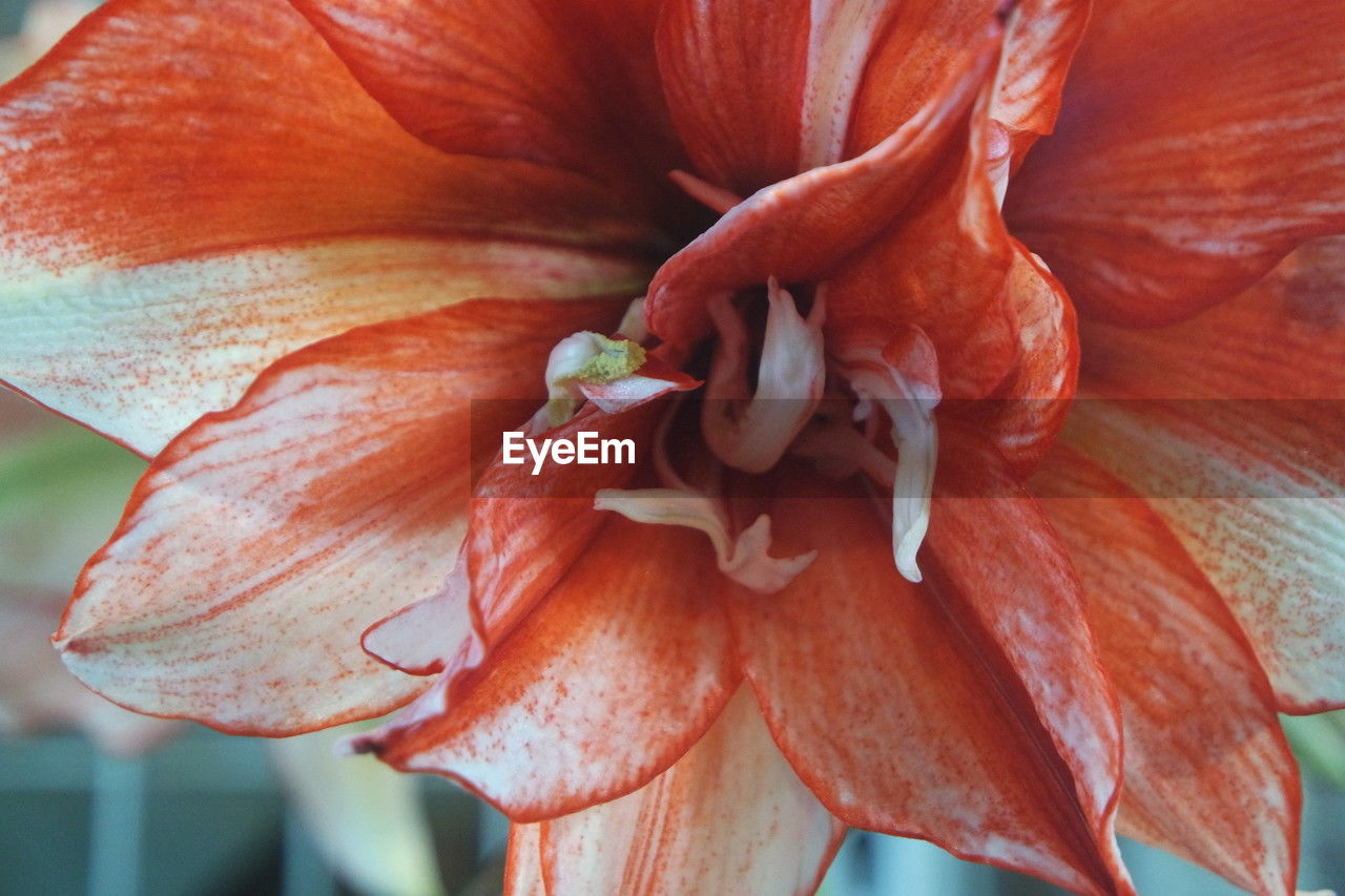 flower, flowering plant, close-up, plant, petal, fragility, beauty in nature, freshness, flower head, inflorescence, growth, red, nature, macro photography, pollen, no people, lily, focus on foreground, botany, day, stamen, outdoors, orange color, daylily