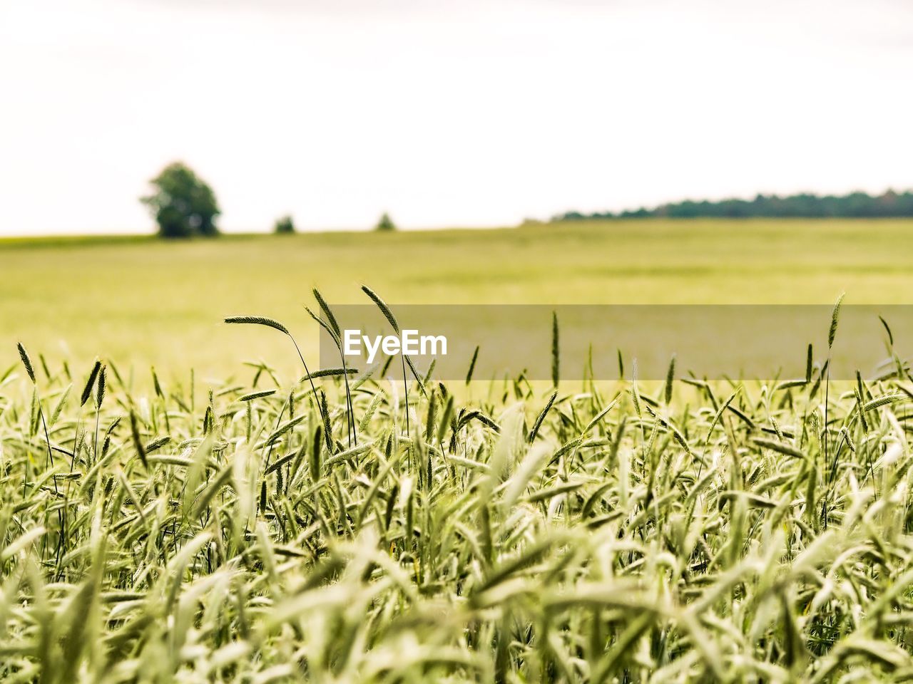 PLANTS GROWING ON FIELD