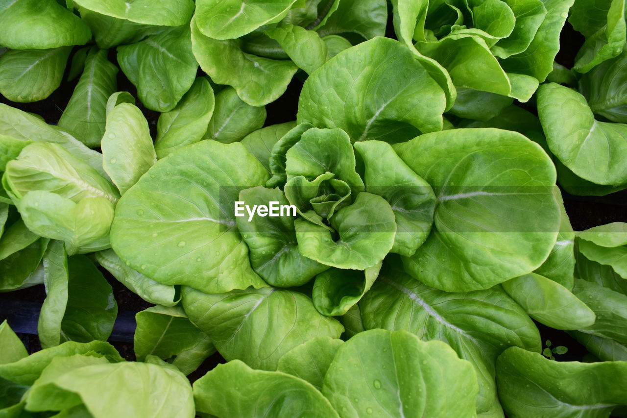 Full frame shot of green leaves