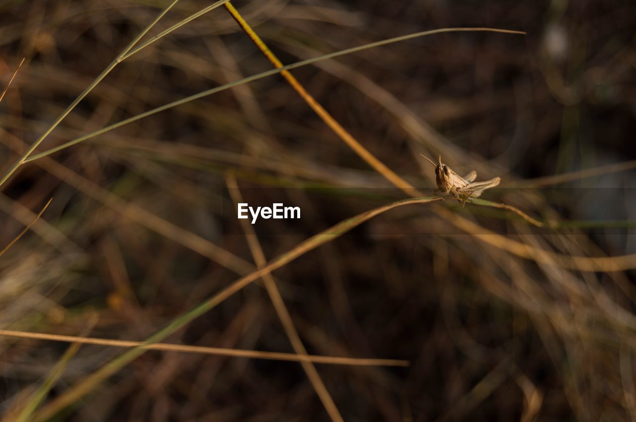 CLOSE-UP OF DRIED PLANT ON GRASS