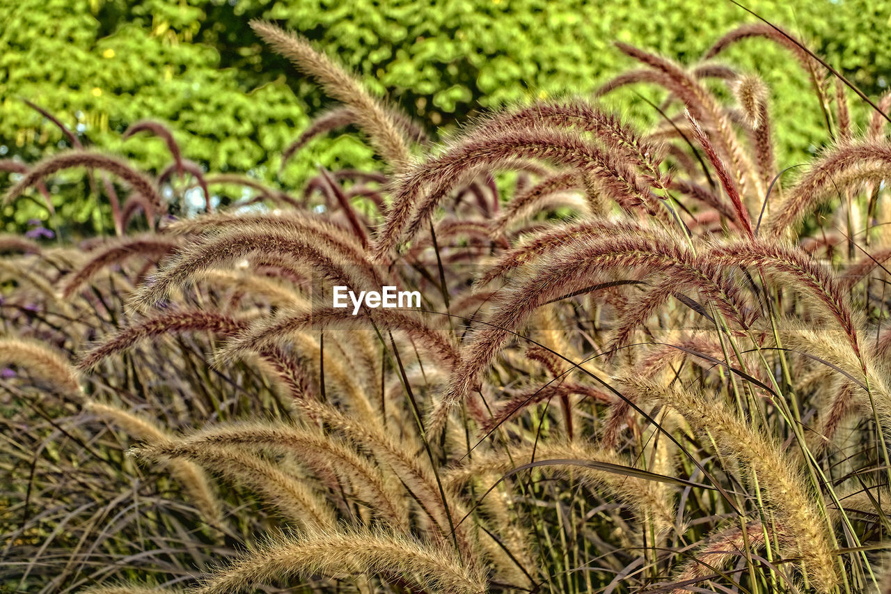 CLOSE-UP OF PLANTS